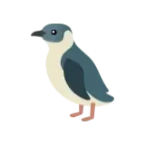 Kororā | Little Blue Penguin