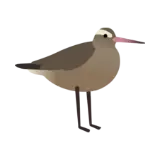 Kuaka | Bar-tailed Godwit