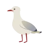 Tarāpunga | Red-billed Gull