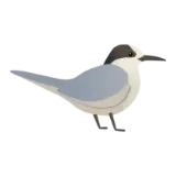 Tara | White-Fronted Tern