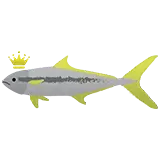 Haku | Yellowtail Kingfish